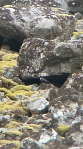 Ring Ouzel