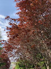 Prunus cerasifera pissardii