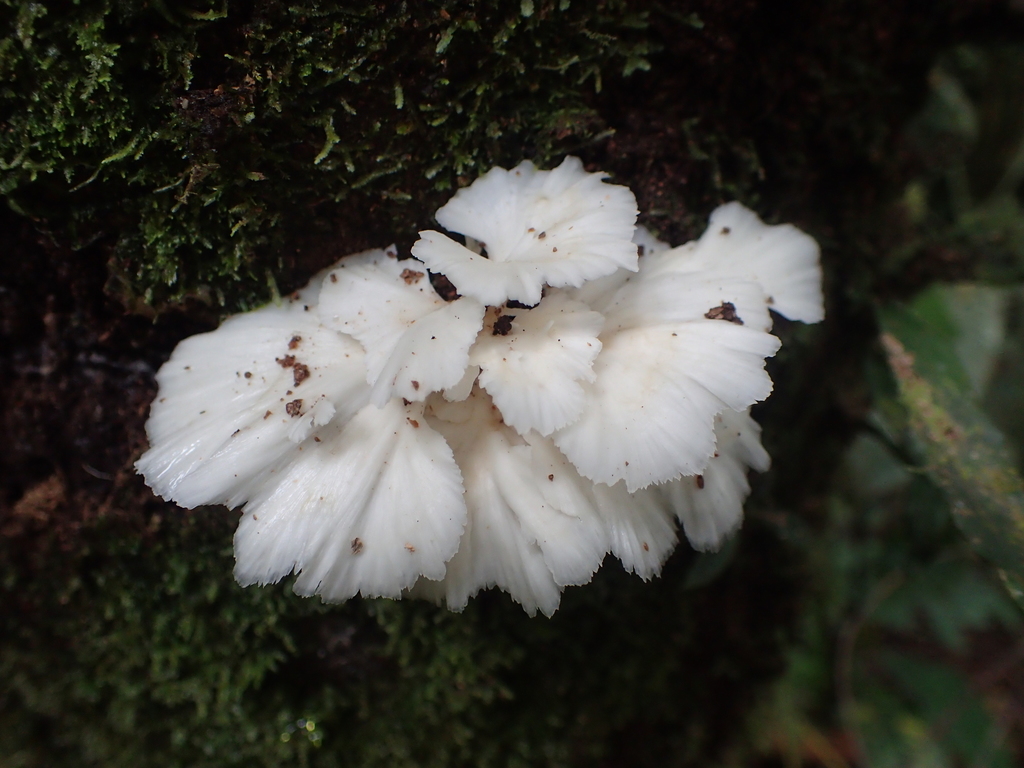 Neocotylidia diaphana · May 2020 · photo: © heimatlos (iNaturalist, cc0)