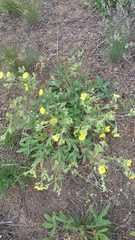 Potentilla astracanica