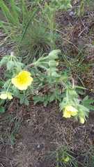 Potentilla astracanica
