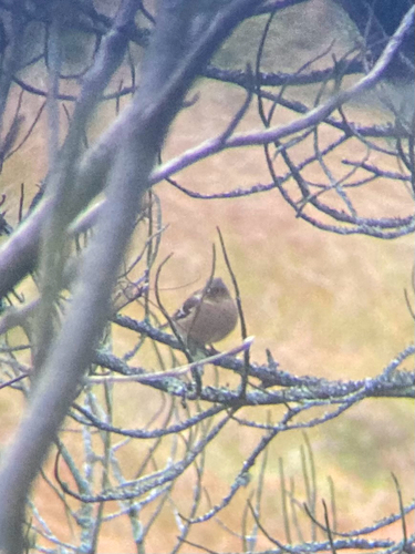 Common Chaffinch