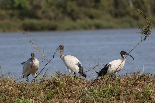 African Sacred Ibis