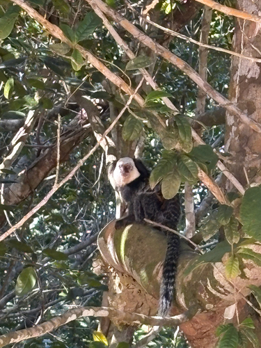 Geoffroy’s Tufted-ear Marmoset