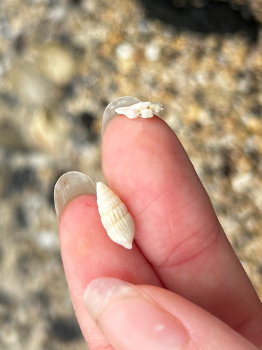 Otopleura mitralis observed 2026-08-29