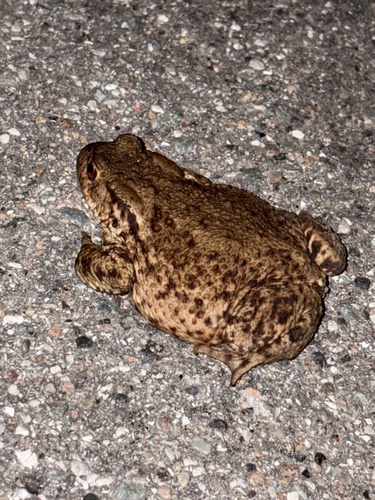 European Toad