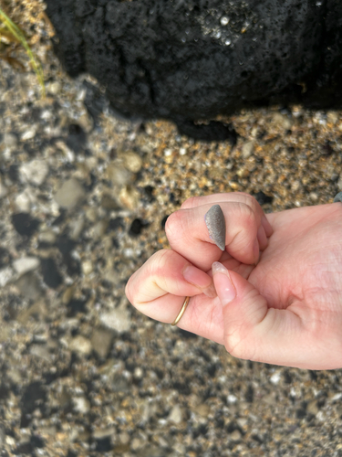 Cypraea caputserpentis observed 2026-08-29