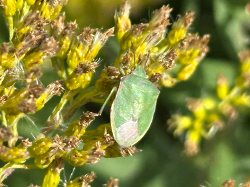 Red-shouldered Stink Bug