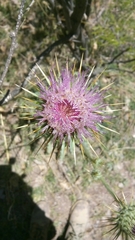 Cirsium neomexicanum