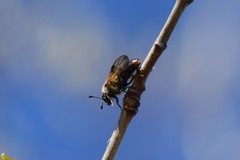 Trichiosoma triangulum