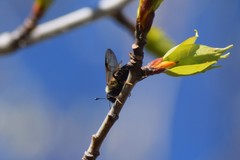 Trichiosoma triangulum