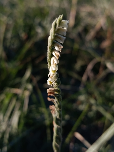 Autumn Ladies' Tresses