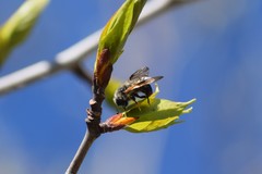 Trichiosoma triangulum
