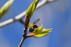 Trichiosoma triangulum