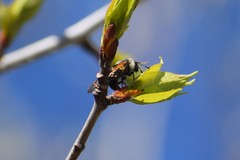Trichiosoma triangulum