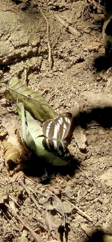 Pallas' Sailer