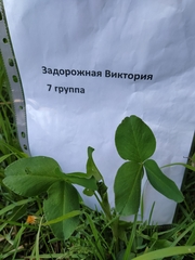 Trifolium repens