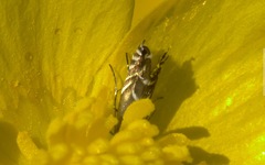 Glyphipterix simpliciella