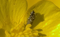 Glyphipterix simpliciella
