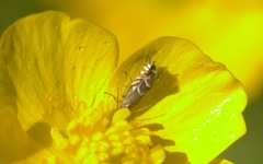 Glyphipterix simpliciella
