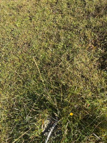 Danthonia decumbens observed 2026-09-27