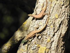 Phoenicolacerta laevis