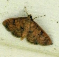 Psara obscuralis