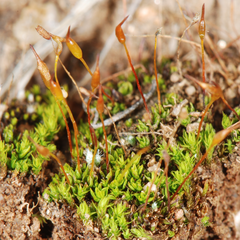 Tortula atrovirens