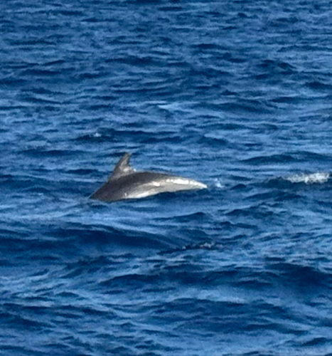 Common Bottlenose Dolphin