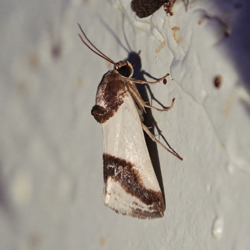 Cream-winged Bird-dropping Moth photo 2