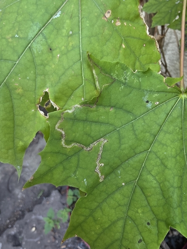 Scarce Maple Pigmy