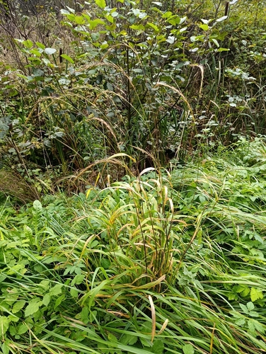 Elymus caninus observed 2026-09-27