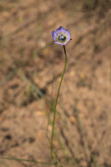 Wahlenbergia capensis