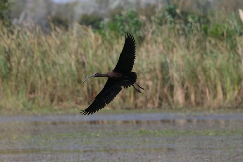 Glossy Ibis