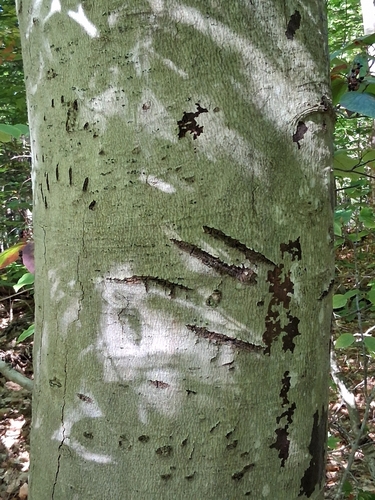 Black Bear sighting near Ontario, ON