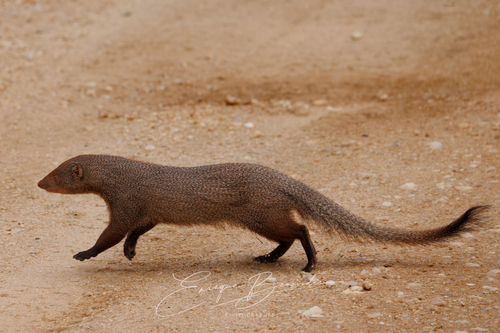 Ruddy Mongoose