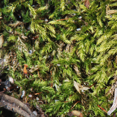 Brachythecium bolanderi