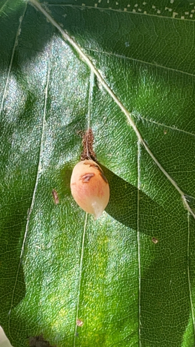 Beech Gall Midge