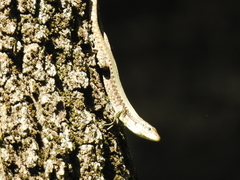 Phoenicolacerta laevis