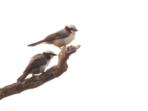 iNaturalist image