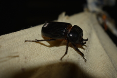Phileurus