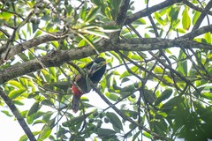 Selenidera maculirostris