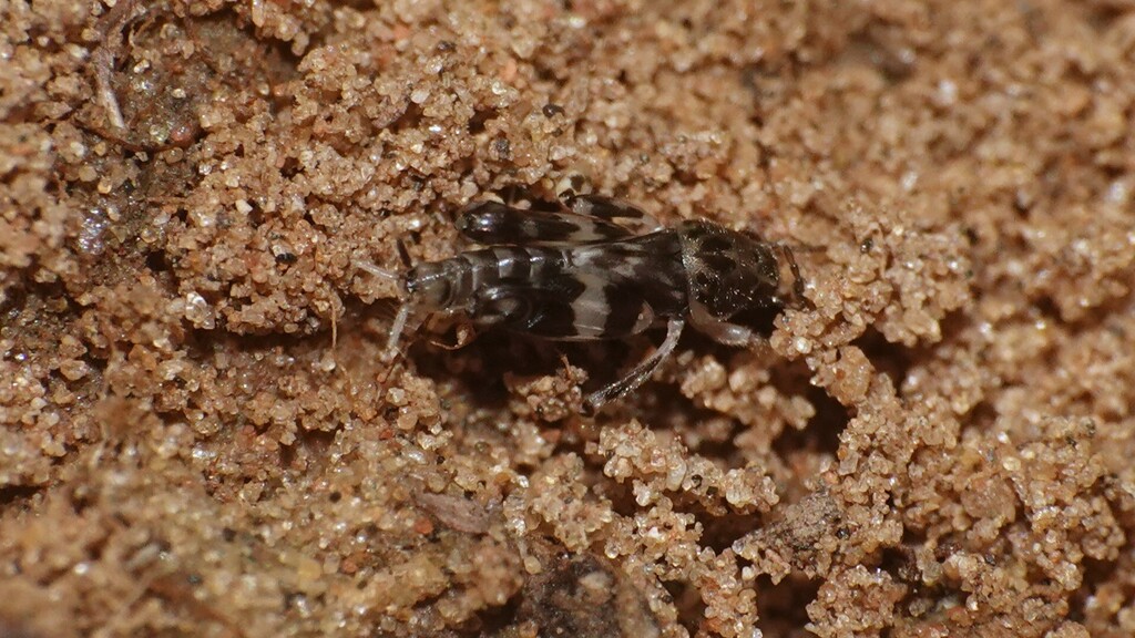 Asiotridactylus