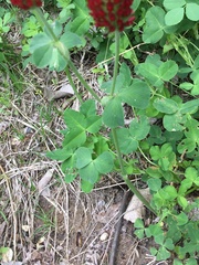 Trifolium incarnatum