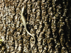 Phoenicolacerta laevis