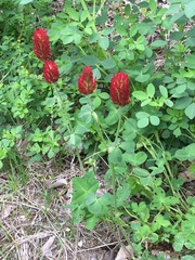 Trifolium incarnatum