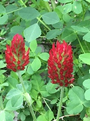 Trifolium incarnatum