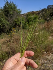 Aegilops cylindrica