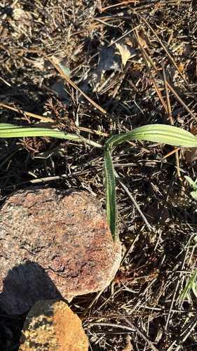 ribwort plantain