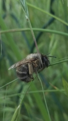 Anthophora